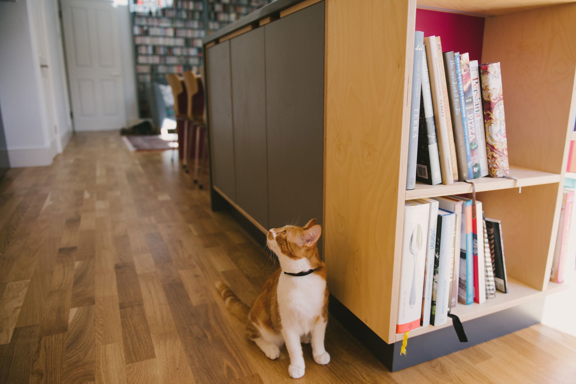 Cat sits beside pink and grey plywood kitchen island