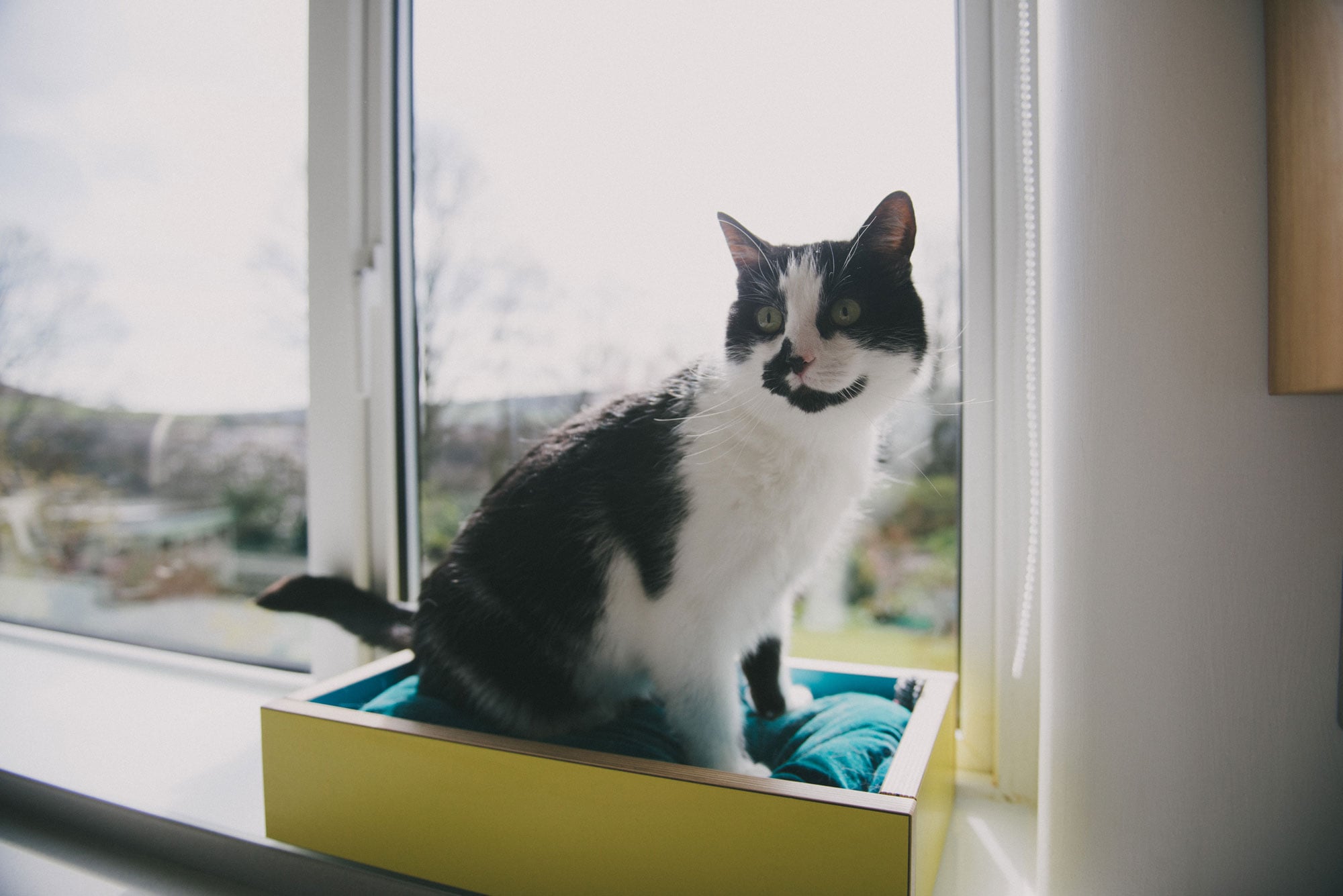 Cat sat in bespoke plywood window box