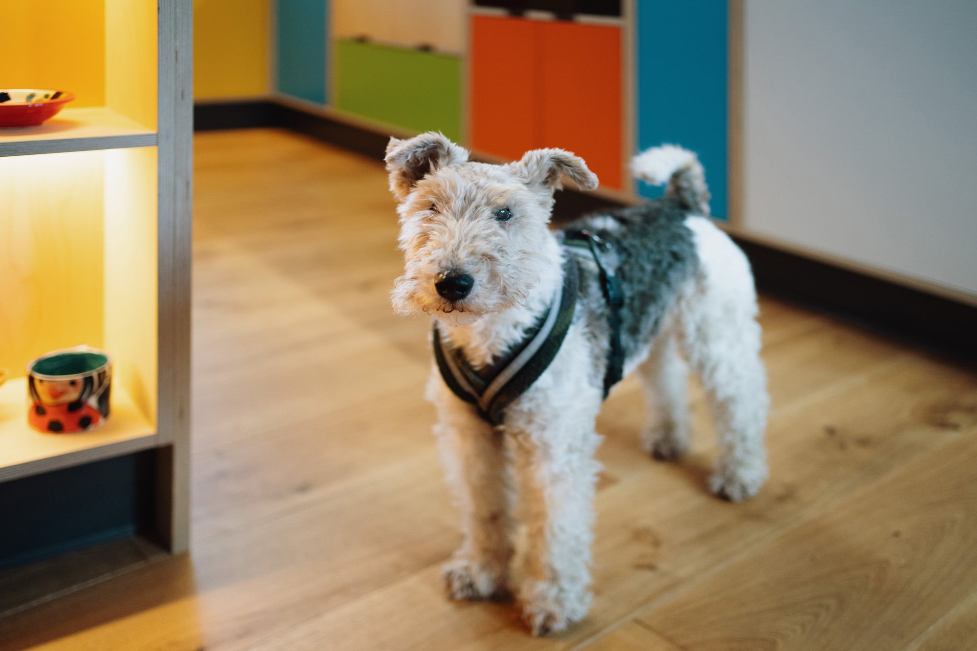 westie in kitchen